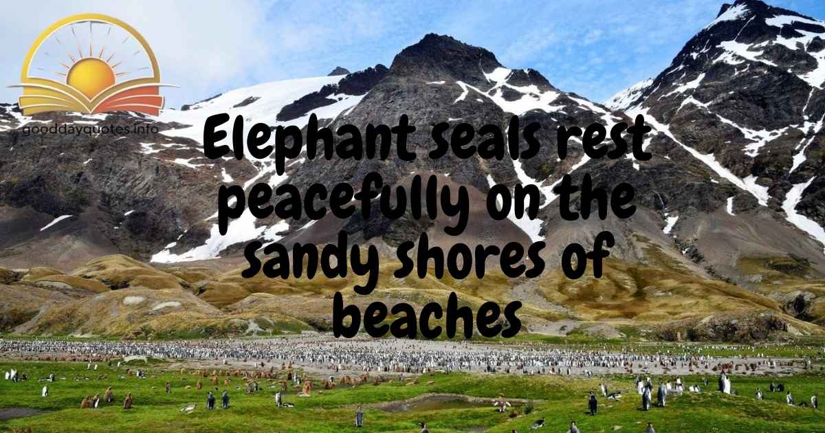 South Georgia quotes and captions